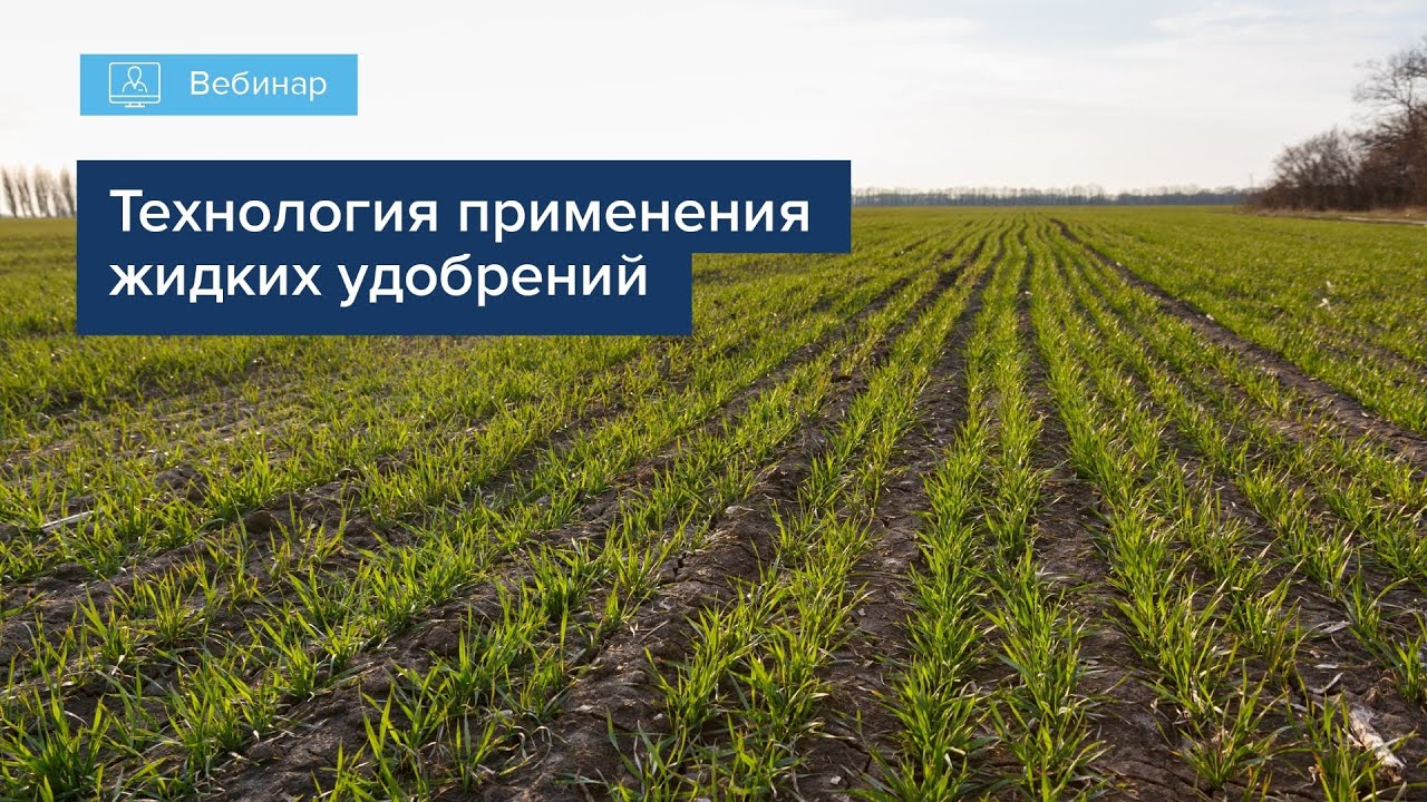 Внесение удобрений на пшенице. Внесение КАС на озимую пшеницу. Форсунки для внесения КАС 32 на озимой пшенице. Применение КАС 32 на озимой пшенице. КАС 32 удобрение применение
