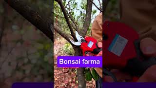 🌿 Tree Pruning Shears for Clean and Healthy Branch Cutting ✂️#pruning #stysifiying
