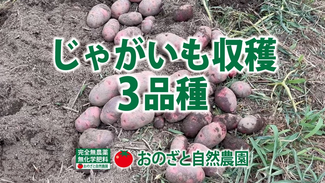 デジマ、アンデスレッド、デストロイヤーを収穫。 - YouTube