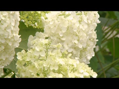 Video: Tipos Y Variedades De Hortensias, Hortensias De árbol