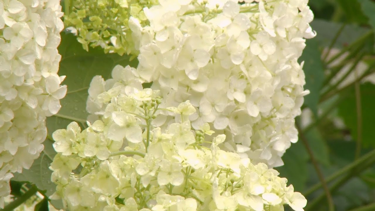 Variedades de hortensias de flor blanca - Decogarden - YouTube