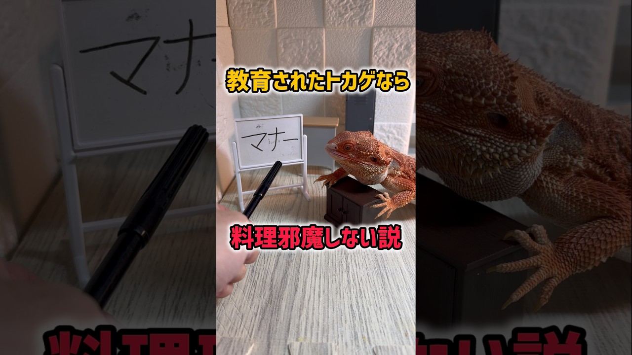 教育されたトカゲなら料理邪魔しないよね?