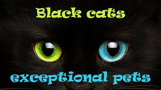 Why do black cats make for an exceptional pet 🐱🖤🐱 - We love black cats! by Animals A2Z 66 views 3 years ago 46 seconds