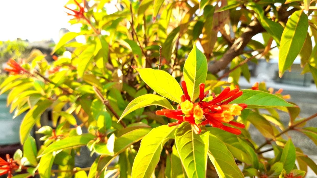 Care Tips For Hamelia Plant Firebush Fire Cracker Youtube