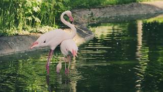 two glamorous Flamingos in a pond