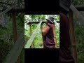 Building a camping shelter by the stream when it's raining is awesome!
