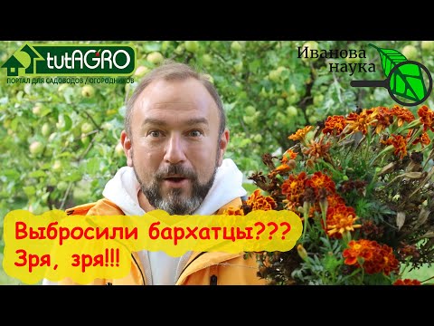 Бархатцы могут гораздо больше, чем вы думали! Не выбрасывайте бархатцы - они еще дадут пользу!