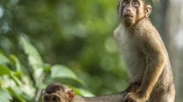 How To Joint Picture Editing Remove Background in Pixellab cc#0006 E P F Tech