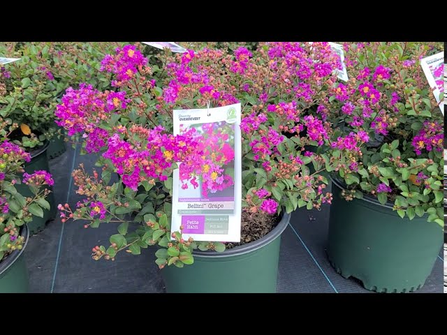 Lagerstroemia Bellini Grape® (Crape Myrtle) // FABULOUS, EASY, Compact Shrub - Bright Purple Flowers
