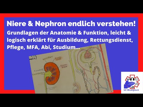 Video: Unterschied Zwischen Kortikalem Nephron Und Juxtamedullärem Nephron