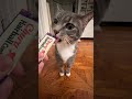 Yum yum #catsofyoutube #dailyhighlights