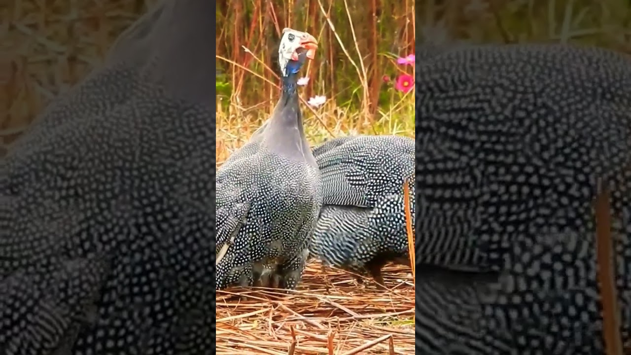 Watch The Difference Between Guinea Hen Calls #knowledge #interestingfacts #birds #birdsounds #farm on YouTube Watch The Difference Between Guinea Hen Calls #knowledge #interestingfacts #birds #birdsounds #farm on YouTube