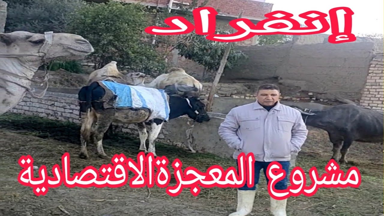 لاول مرة..مشروع النجاح الكبير يحقق أرباحاً يومية وموسمية وسنوية..تستطيع إنشاءه بنفسك د.السيد الطوخي لاول مرة..مشروع النجاح الكبير يحقق أرباحاً يومية وموسمية وسنوية..تستطيع إنشاءه بنفسك د.السيد الطوخي