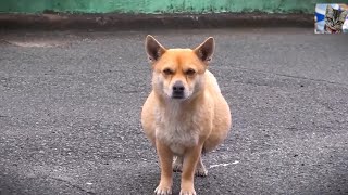 Stray dog with swollen belly not pregnant but ill; rescued by kindhearted person.