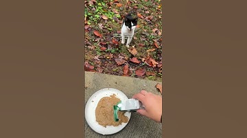 POV: The cat distribution system FINALLY picks you!