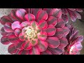 Succulents, Succulents and more Succulents + Cactuses May 2026