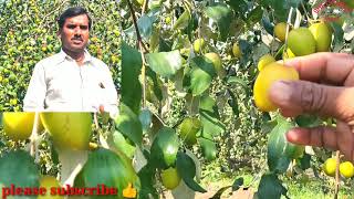 बर बग महत व मलखत