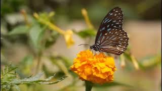 #Fluit #ringtone #love #ringtone #ytshorts #shorts goldenunique boy last music ringtone Tamkeen bgm
