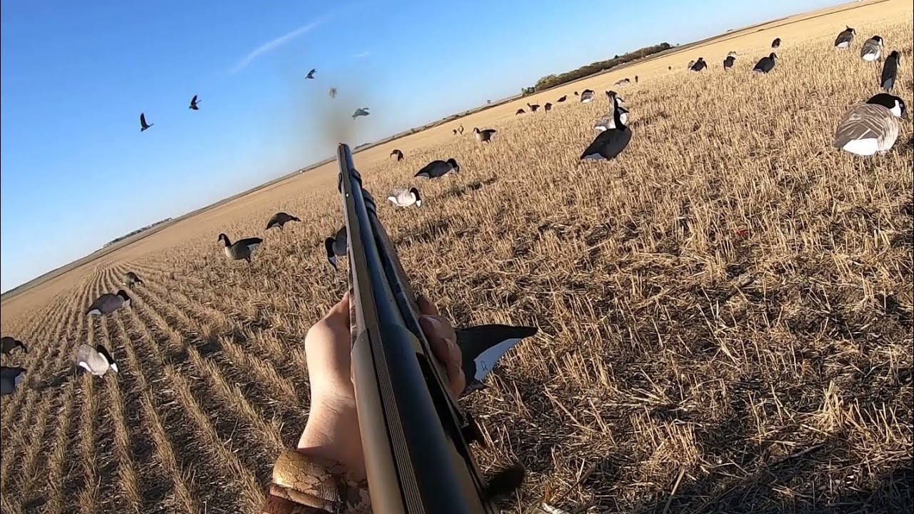 North Dakota Goose Hunting (Waterfowl Opener 2021) YouTube