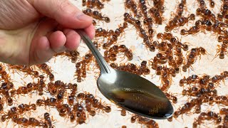 How to Kill House Ants Fast & Easy