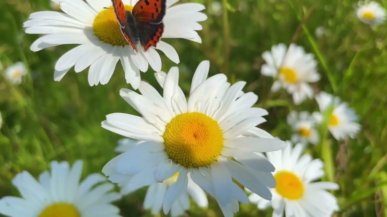 Vibrant Serenity | Original Piano Nocturnes