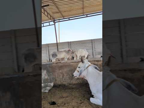जय गौ माता ❤️ #likeforlikes #gaumata #shortsfeed #shortsviral #viralvideo #viralreels #shortvideo