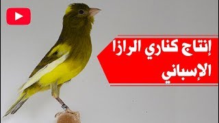 إنتاج الكناري الزارا الإسباني