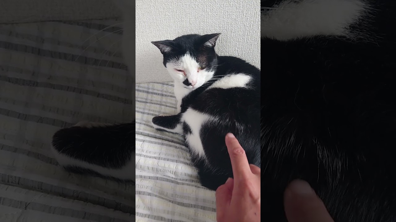 無反応モーちゃん🥹 #猫 #cat - YouTube