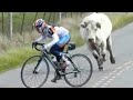 15 Most Incredible Encounters With Animals On The Road