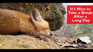 For a Fox Cub after a long day of jumping and hopping and pouncing, it's nice to take a break in the