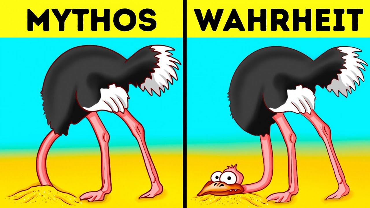 Warum stecken Strausse den Kopf in den Sand? Warum stecken Strausse den Kopf in den Sand?