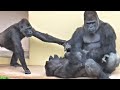 A ruckus that even Annie is worried about! Shabani and Kiyomasa's rampage! Gorilla, Silver back.
