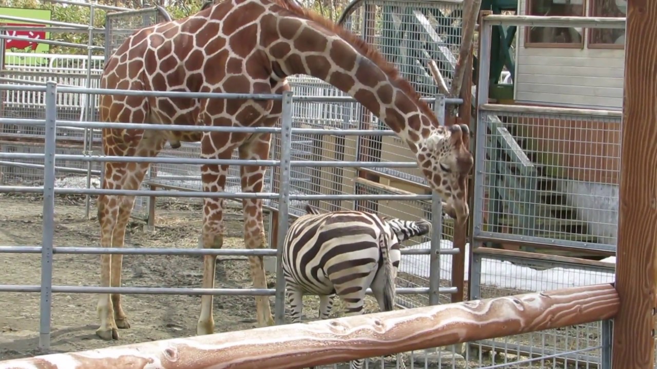 friendly Giraffe and Zebra YouTube