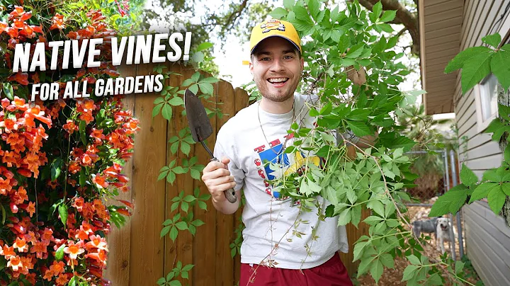 Great Native Vines For All Gardens! Crossvine & Vi...