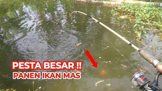 PESTA BESAR !! Niat Mancing Ikan Nila Malah PANEN IKAN MAS