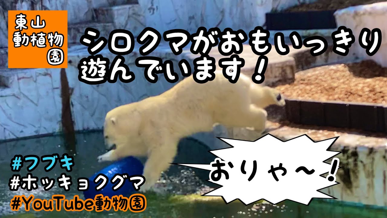おもちゃで遊ぶシロクマのフブキくん／東山動植物園[YouTube動物園]#ホッキョクグマ #フブキ #シロクマ - YouTube