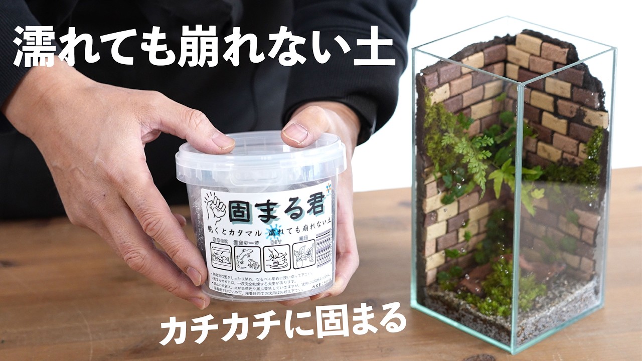 土が固まる！最新テラリウム資材『固まる君』の使い方　#170