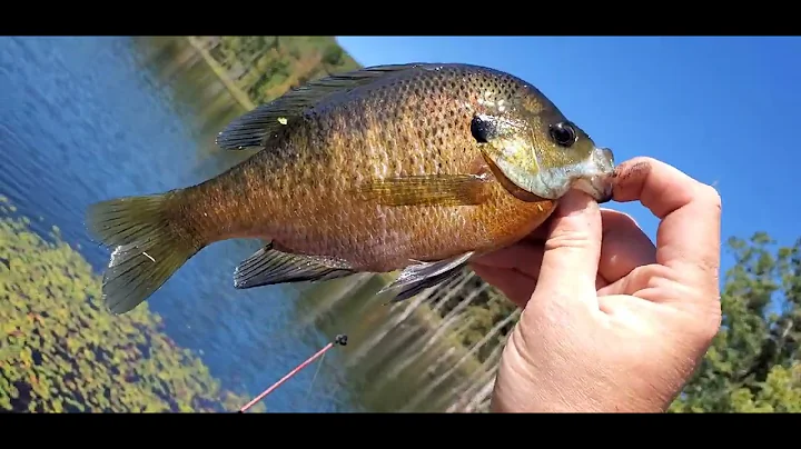 Our Trip to a Private Lake To Fish