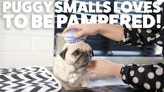 Bathing Puggy with the cutest products from Wish