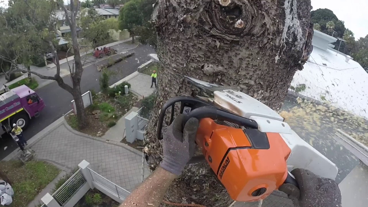 Removing a large Norfolk pine with a crane - YouTube