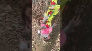 Baby monkey video! Bibi baby is Smart and cute! #bibi #lala #monkybibi