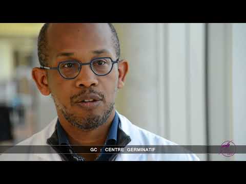 Vidéo: Leucémie Vs Lymphome: Origines, Types Et Traitements