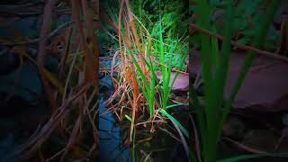 my koi pond #audio #song #music#fishing #fishingvideo #fish #carp #ponds #koi #koifish #fyp #viral