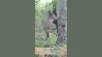 Linh cẩu bất ngờ với pha xử lý của báo hoa mai           #taphoa1985 #youtube #ytshorts