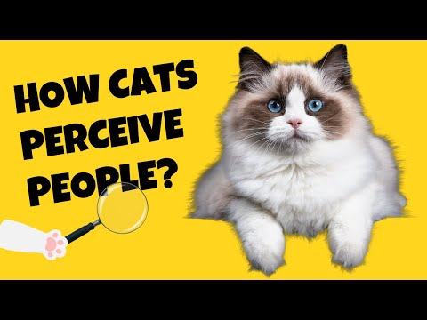 Videó: Népszerű peszticid Permethrin lehet mérgező a macskáknak