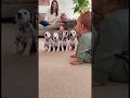 【まさかの犯人】最初に吠えたの誰！？😂 ワンが止まらないダルメシアン🐶👶 [Plot Twist] Who Barked First?! The Dalmatian Won’t Stop