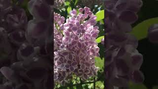 Syringa Vulgaris