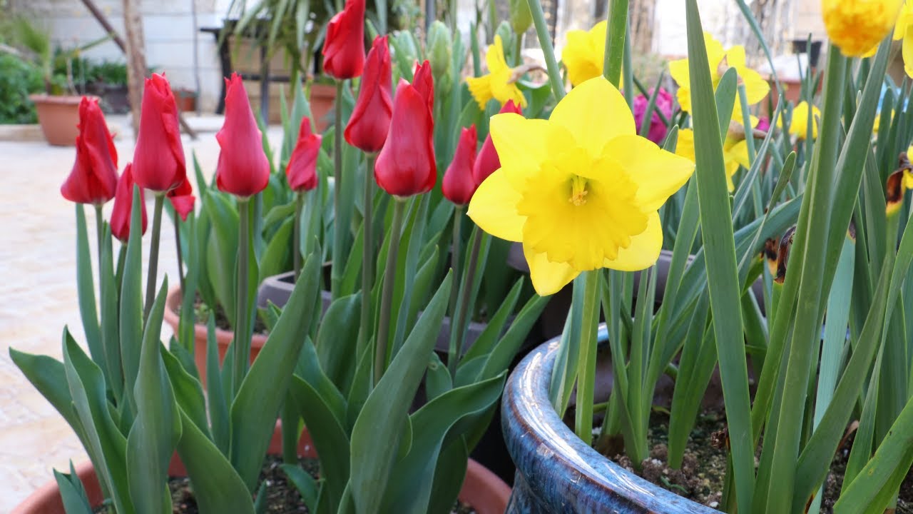 جولة على ازهار ابصال الربيع وتحديث لوضع عقل فم السمكة