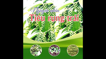 Nguyên nhân Tiêu rụng trái