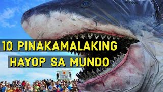 10 Pinakamalaking Hayop Sa Buong Mundo
